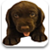 Puppy Text